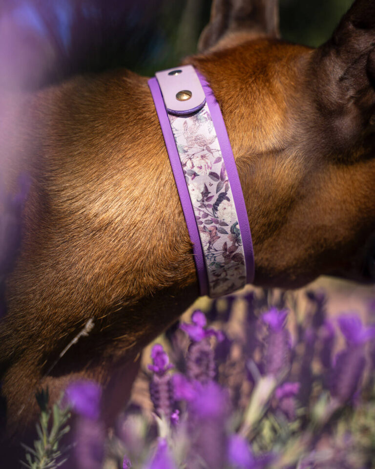 Lavendelfeld mit Lila Halsband