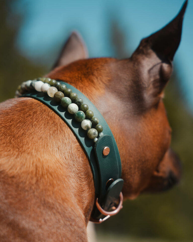 Unique Design Hundehalsband - Mit anpassbaren Designs