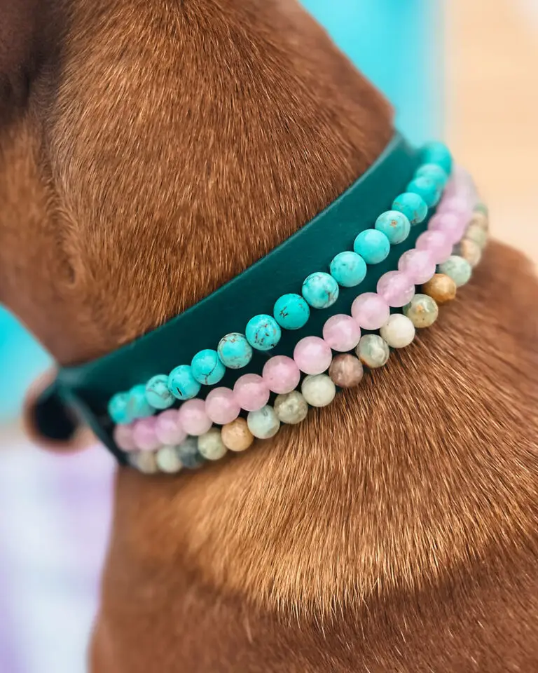 Hundehalsband mit Edelsteinen. Konfiguriere dein individuelles Halsband für deinen Hund.