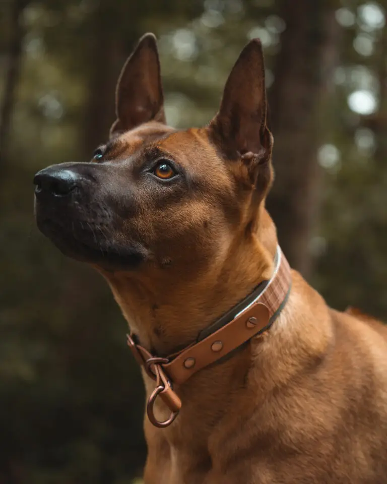 peakpup Unique Zugstopp Tragebild am Hund
