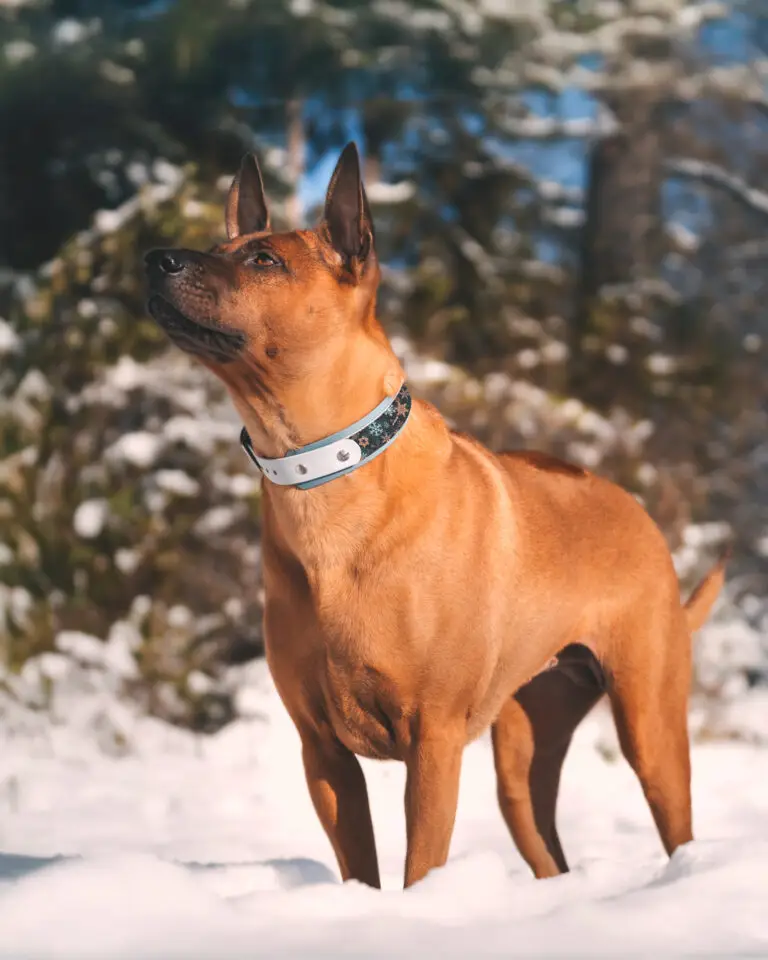 Hund mit Unique Design Hundehalsband und Sternen PupOn