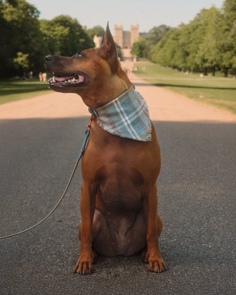 peakpup Unique Bandana Karo