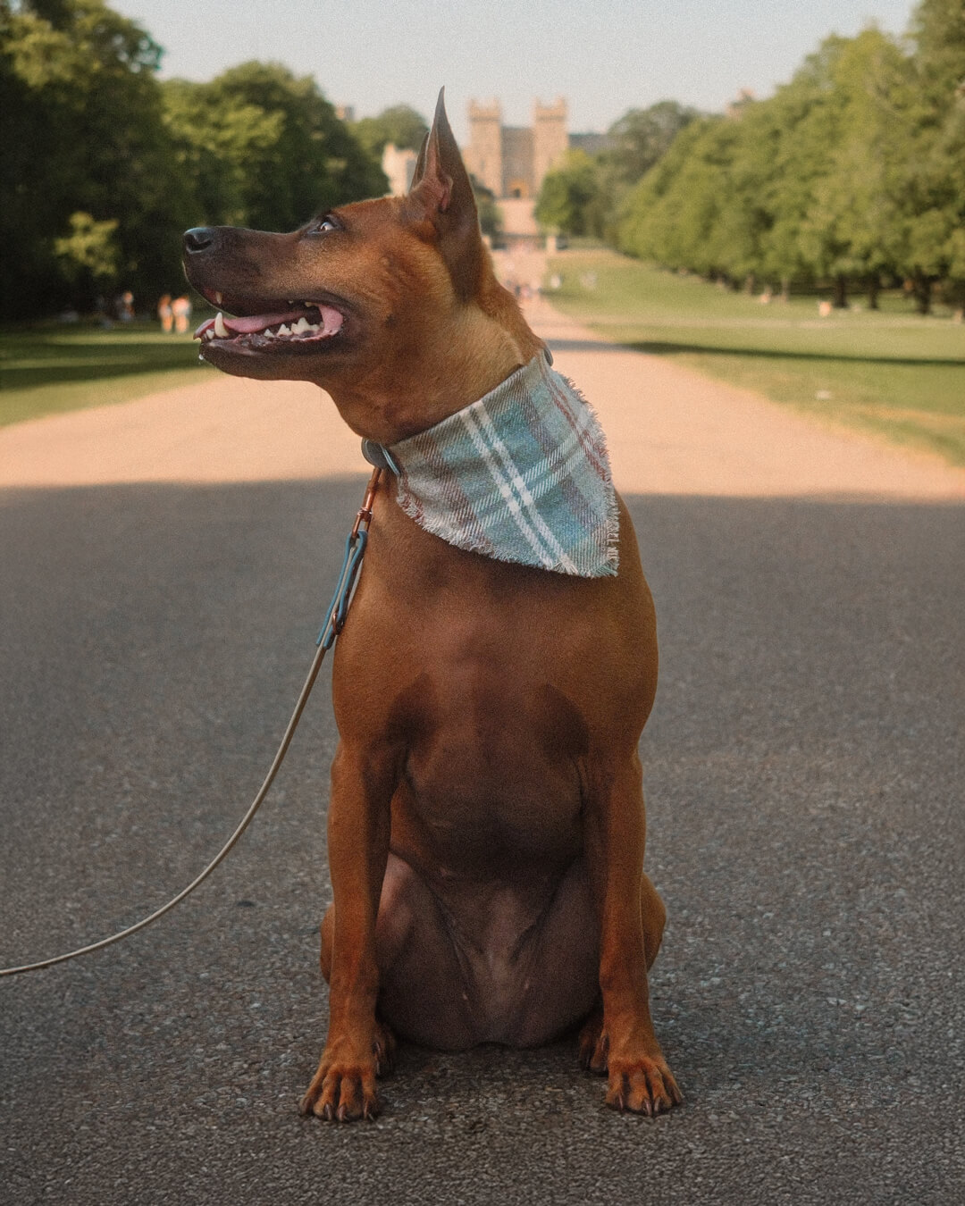 peakpup Unique Bandana Karo